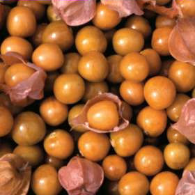 Cape Gooseberry